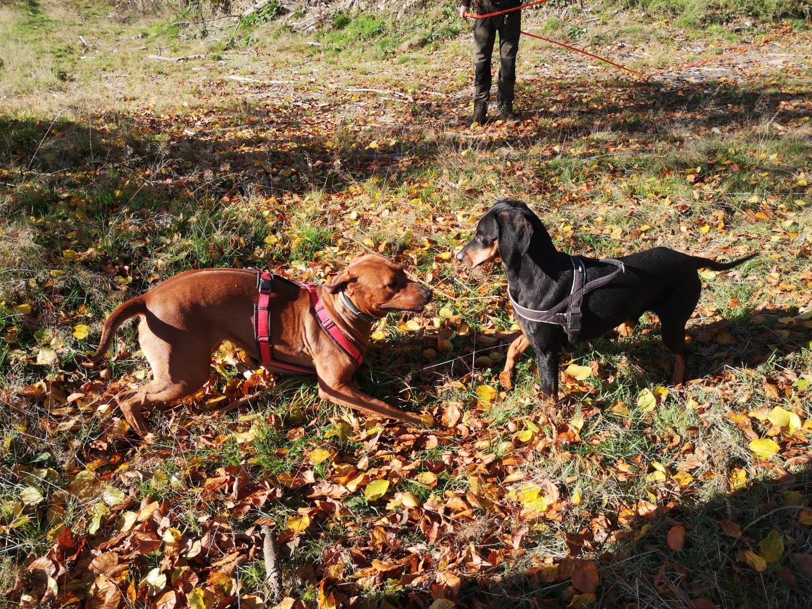 Zwei Hunde beim Spielen