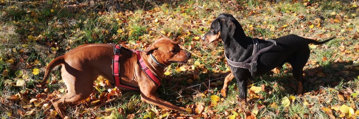 Zwei Hunde beim Spielen