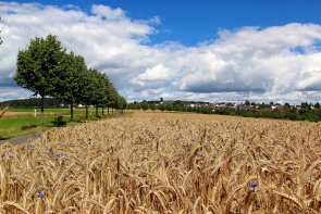 Blick auf Kurtscheid Blick auf Kurtscheid