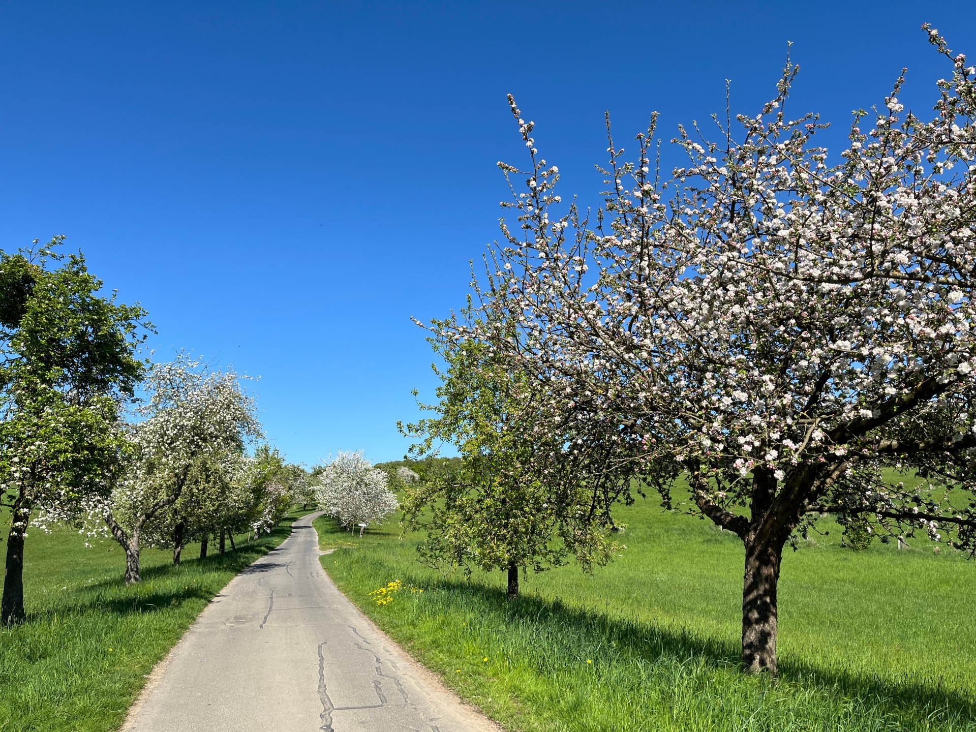 Wanderweg im Frühling