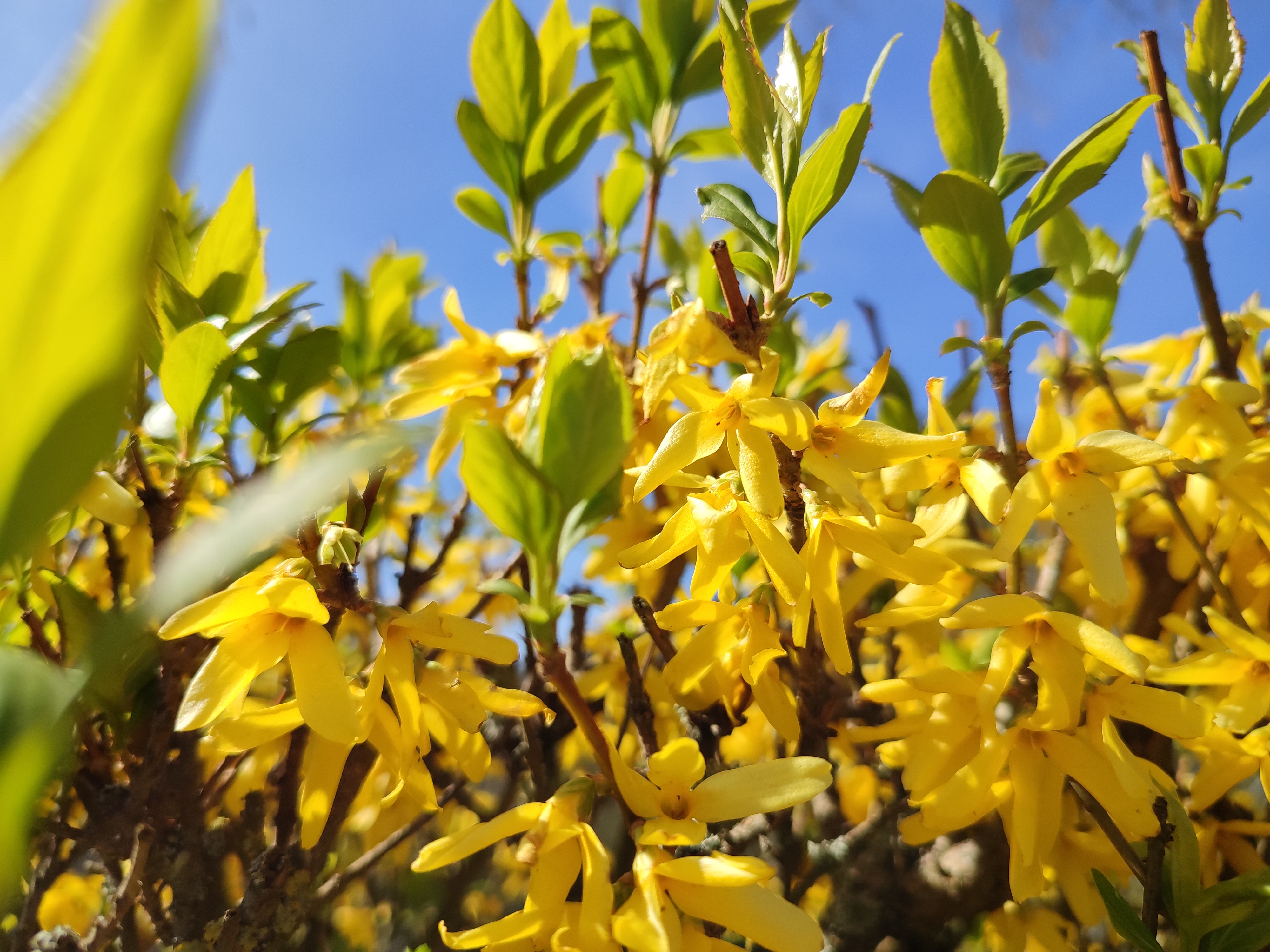 Forsythienblüte