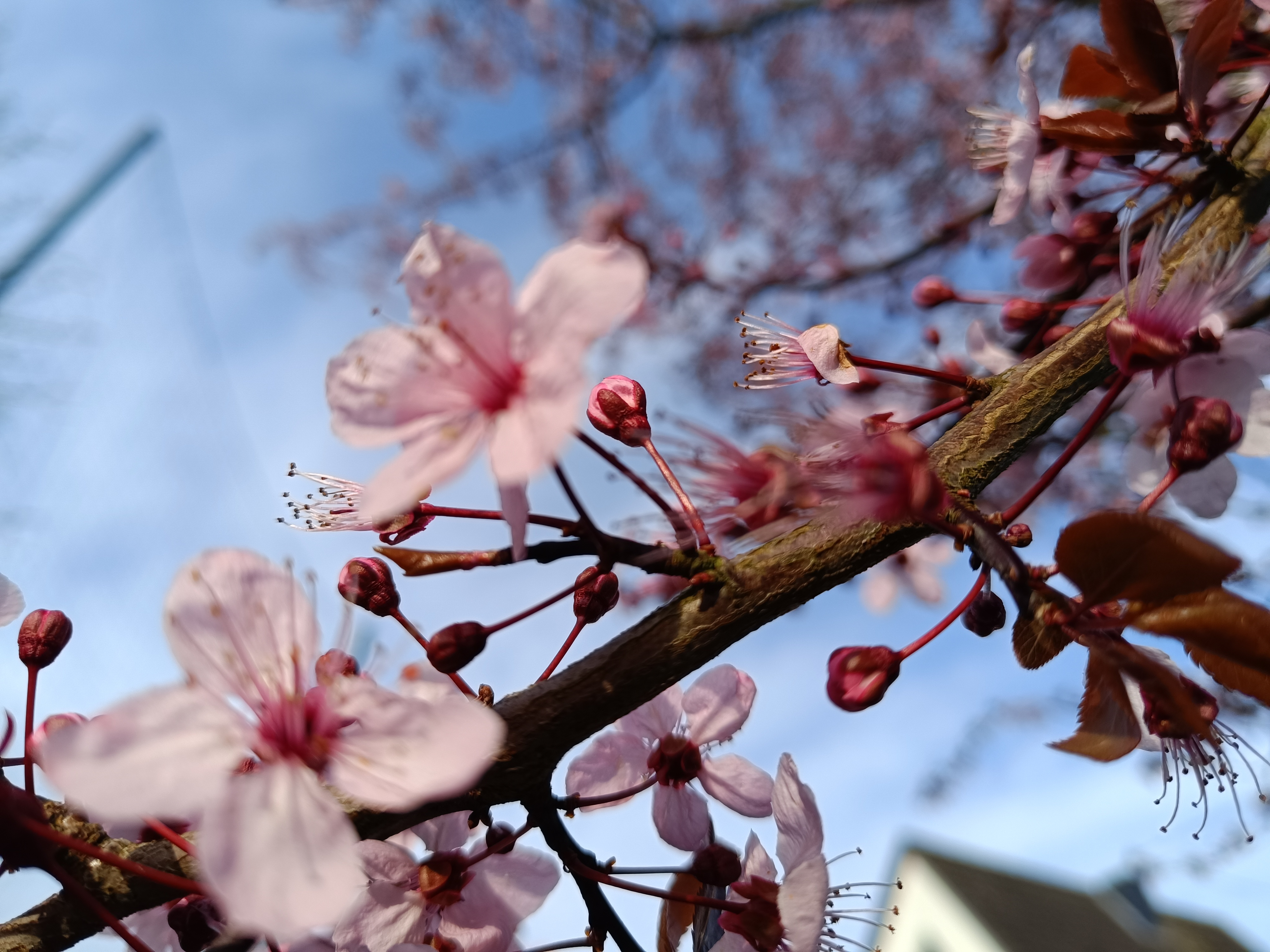 Ast Frühling rosa Blüte
