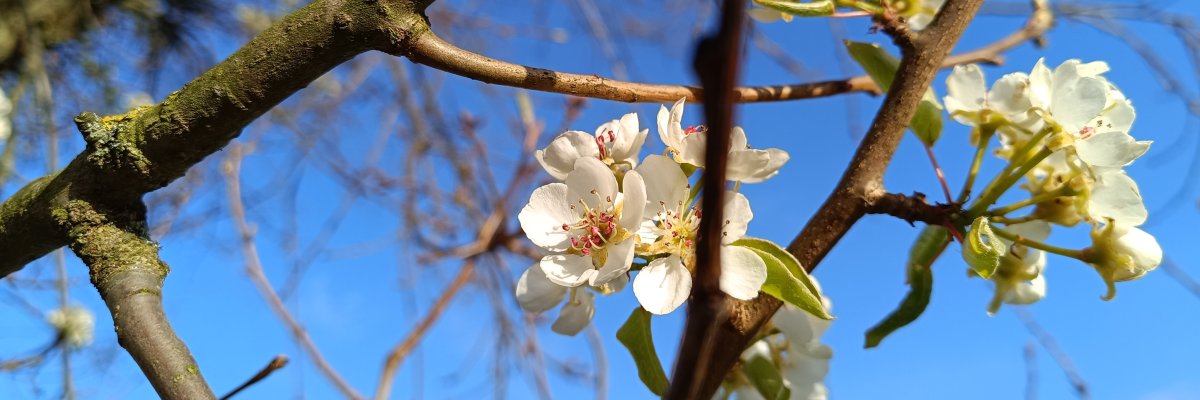 Ast mit weißer Blüte Ast mit weißer Blüte