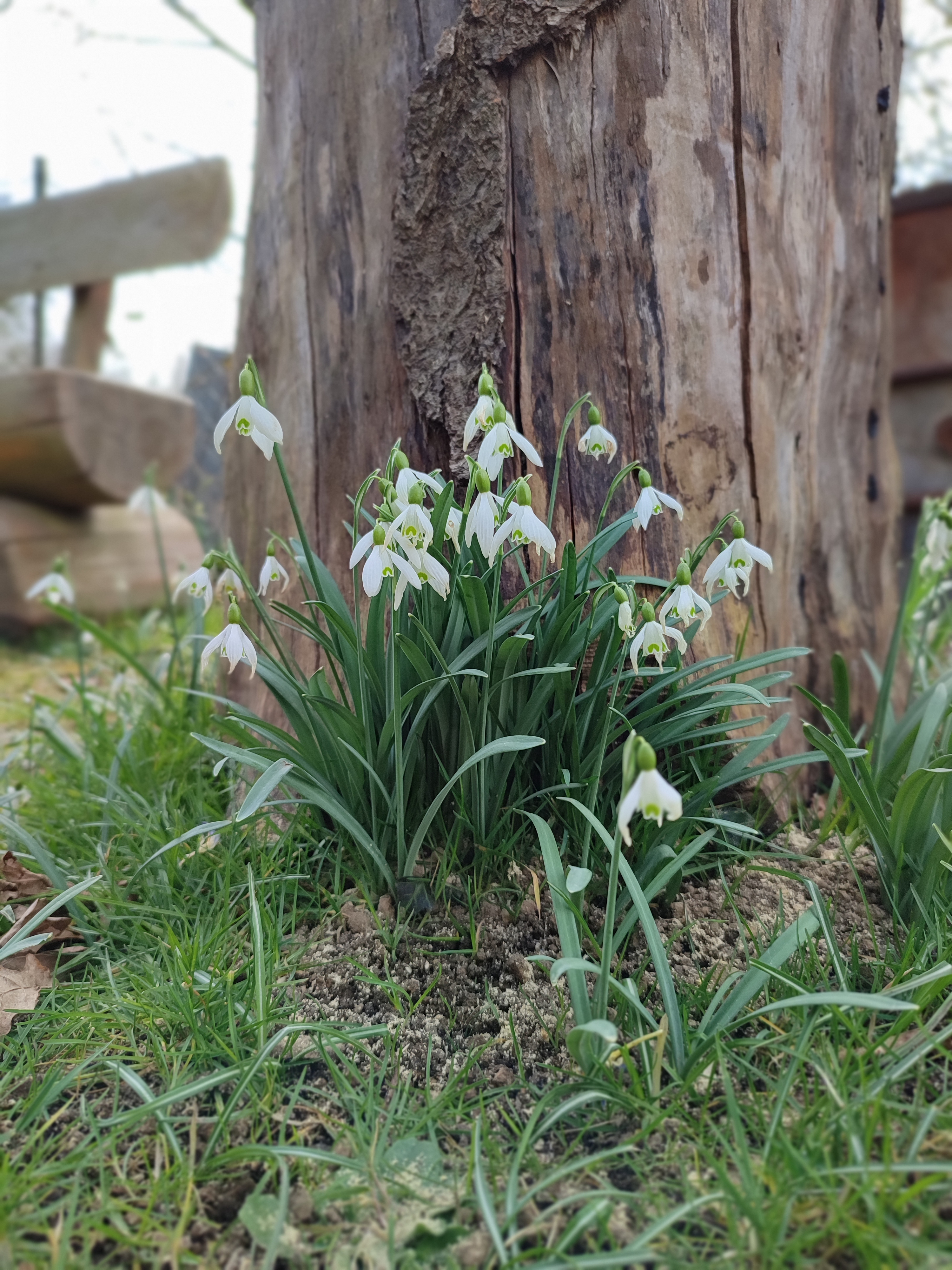 Schneeglöckchen Blume blühend