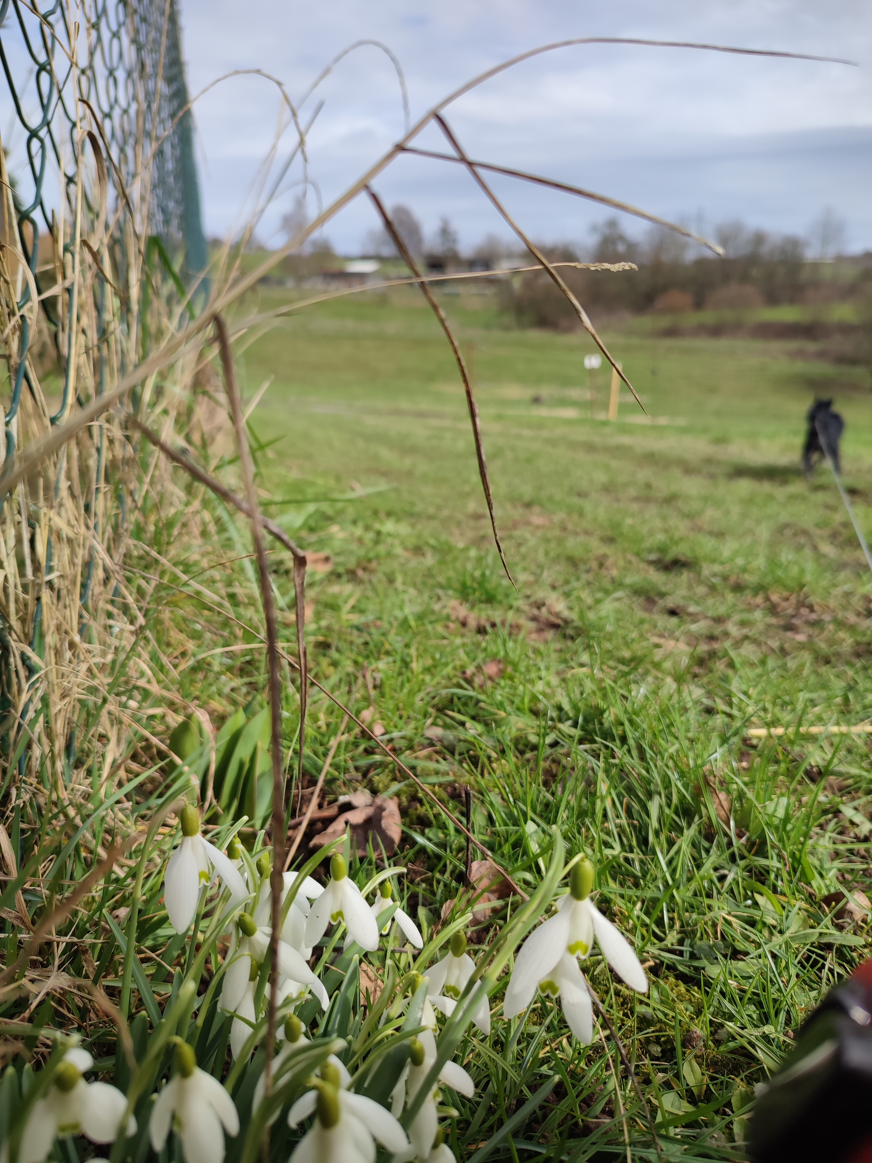 Schneeglöckchen Wegrand Blume blühend Schneeglöckchen Wegrand Blume blühend
