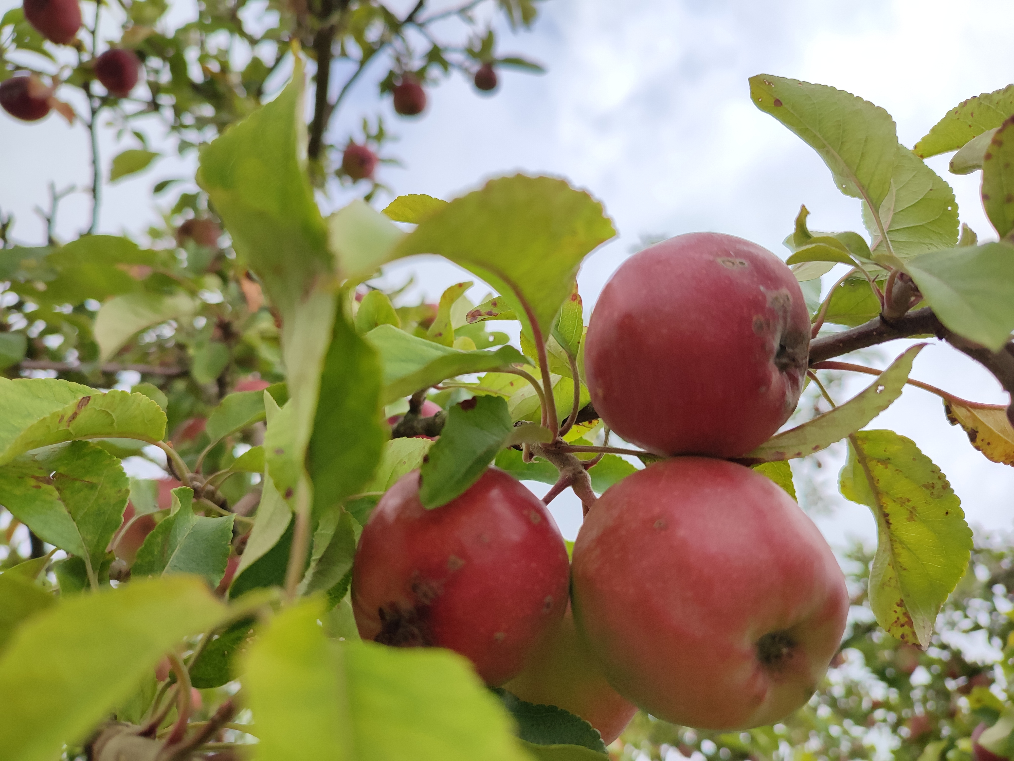 Äpfel am Baum Äpfel am Baum