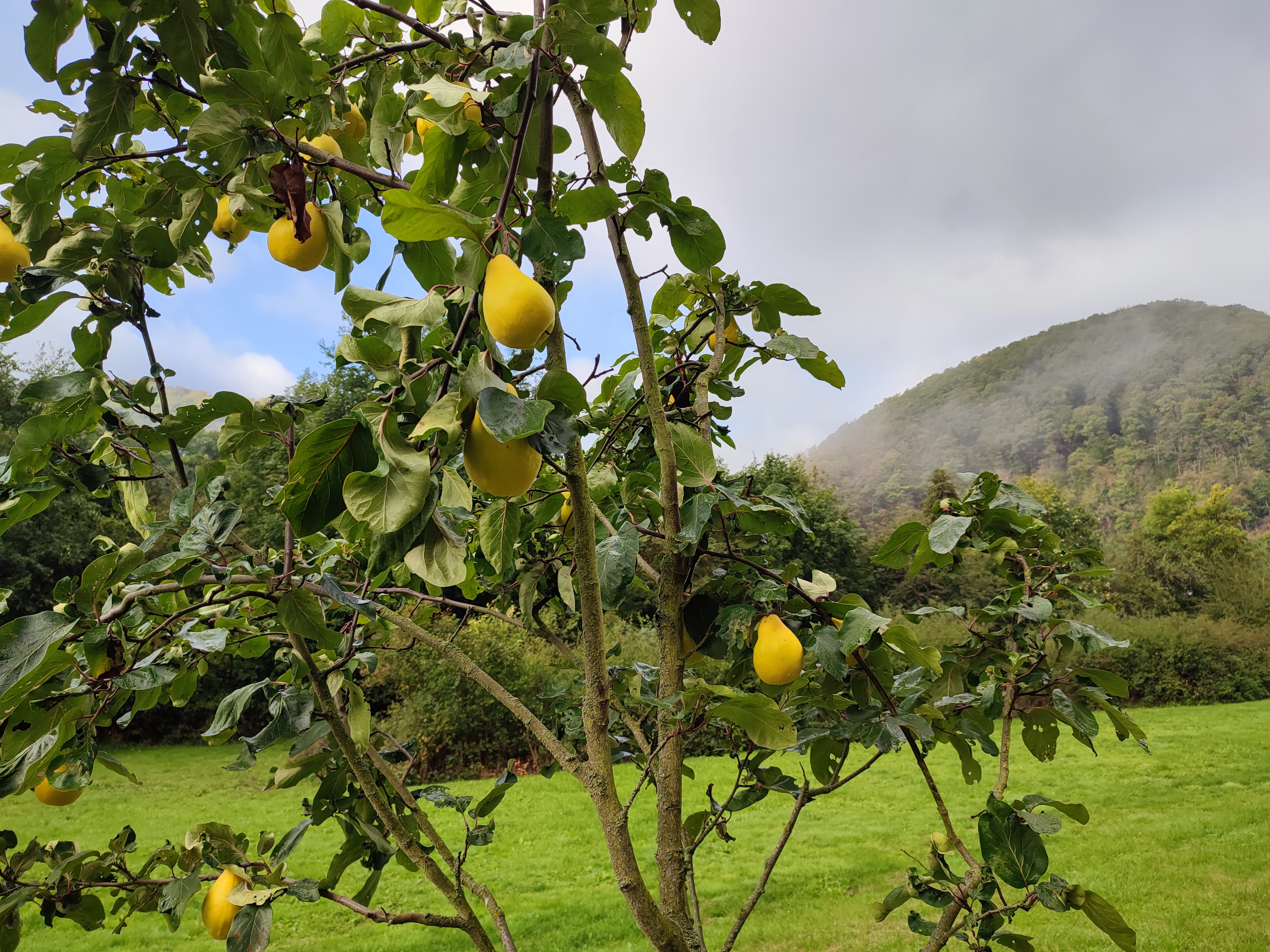 Birnbaum im Herbst