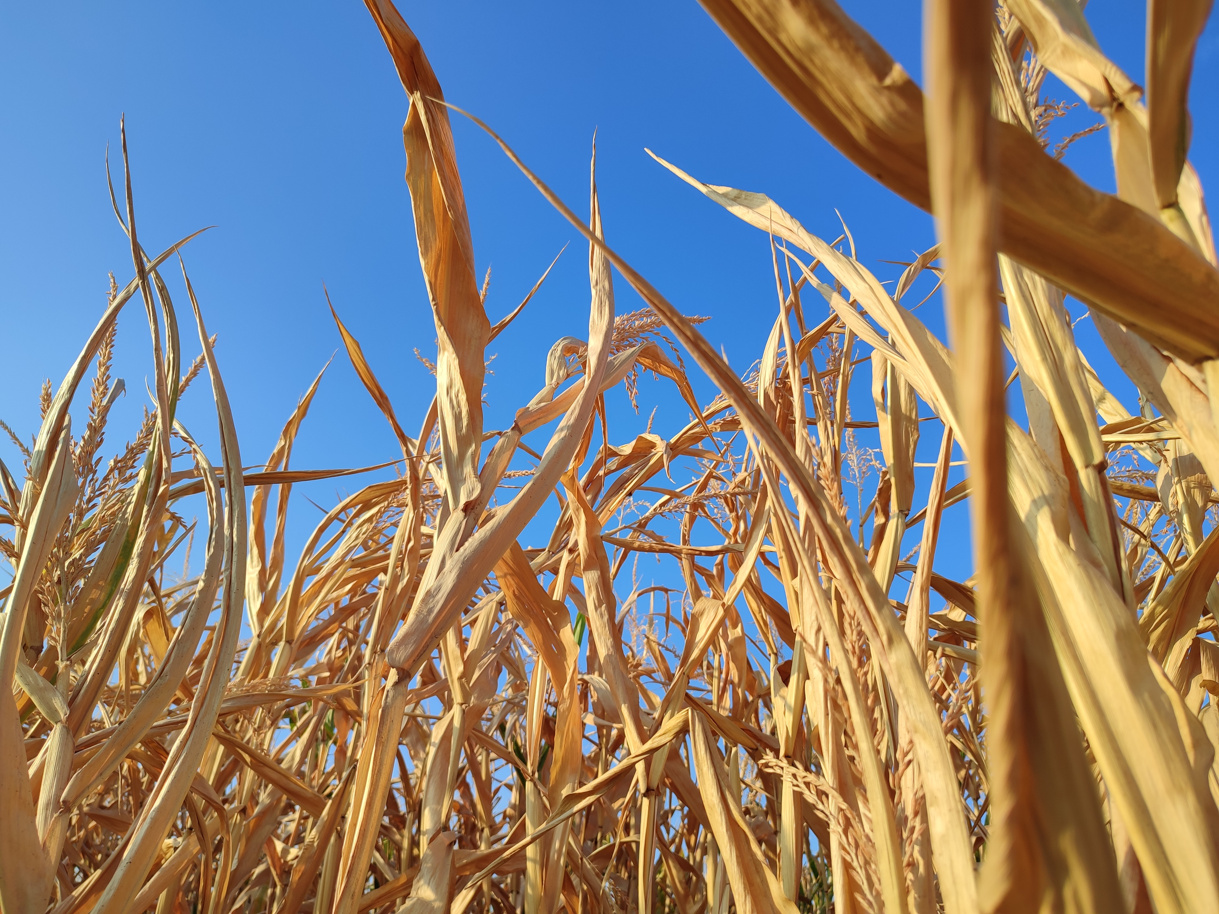 Maisfeld im Herbst