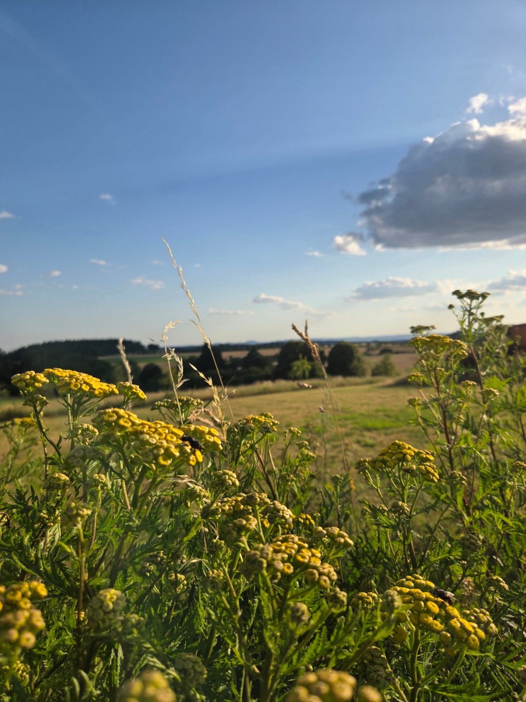 Gelbe Blumen Vordergrund hinten Feld und Himmel Gelbe blumen im Vordergrund hinten Feld und Himmel