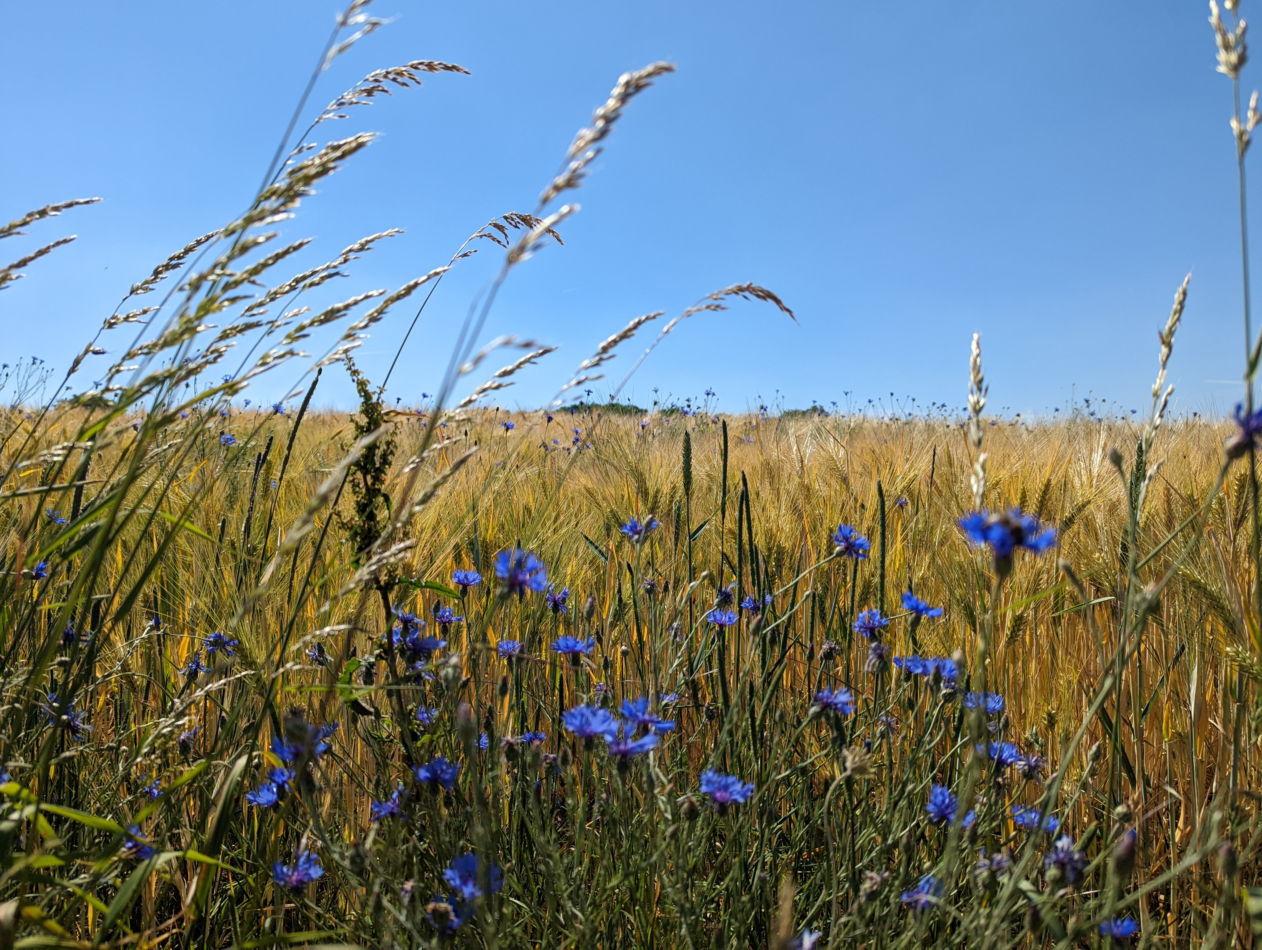 Kornblumen im Sommerfeld Kornblumen im Sommerfeld