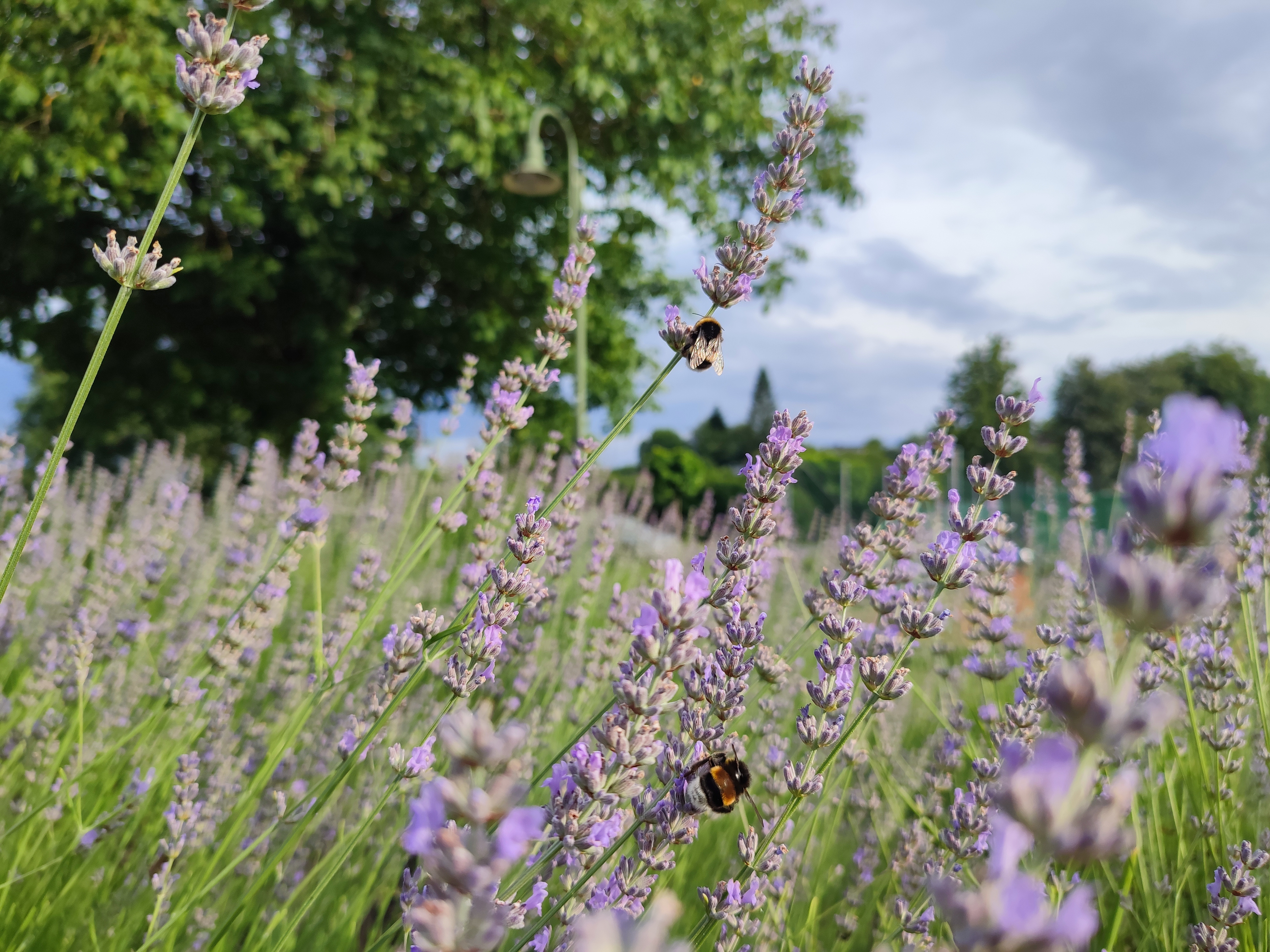 Lavendel im Sommer Lavendel im Sommer