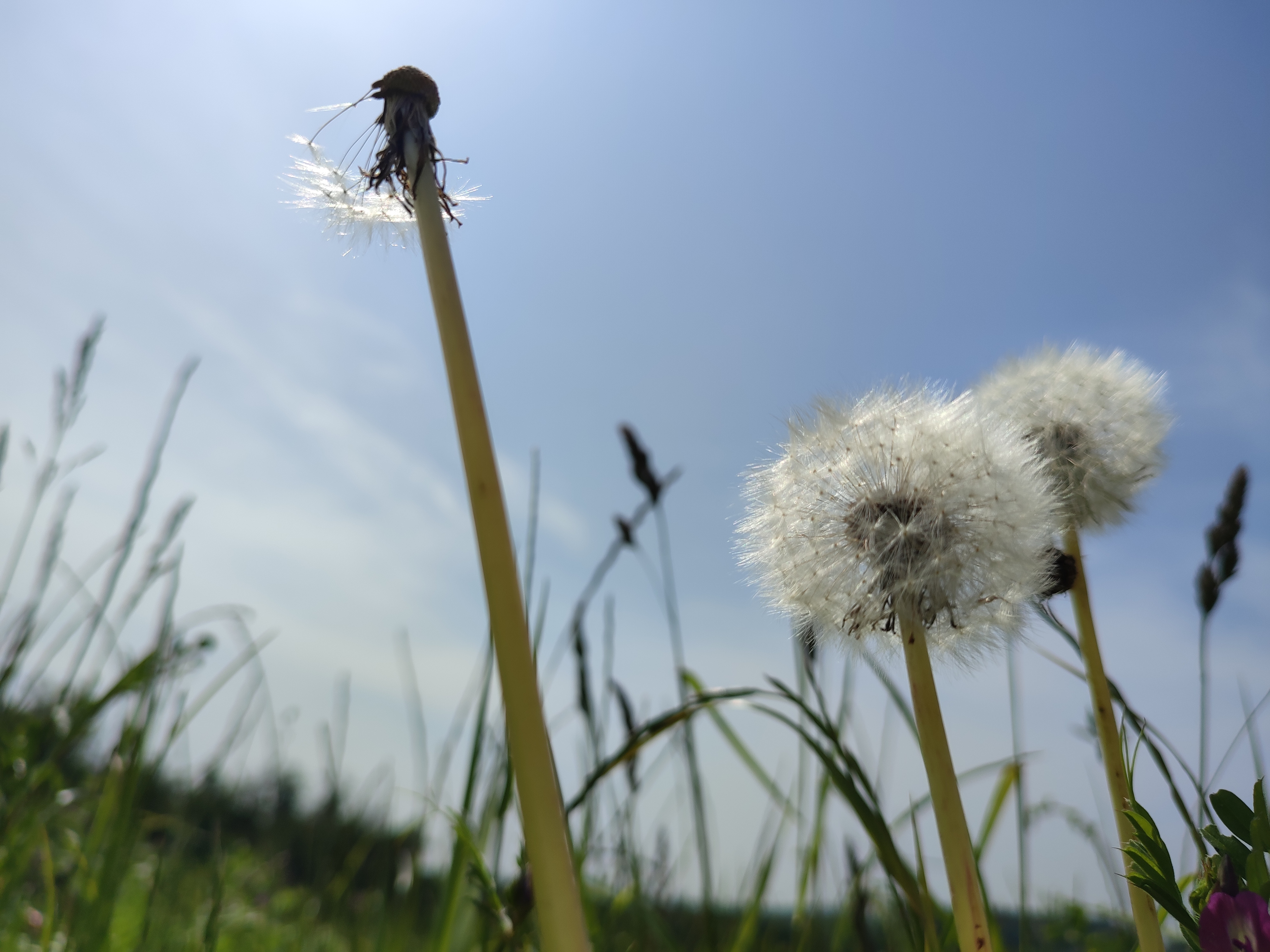 Pusteblumen auf der Wiese