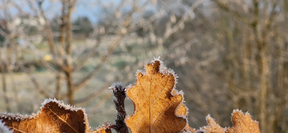 Winter Blätter gefroren