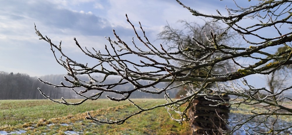 Winterliche Zweige Winterliche Zweige
