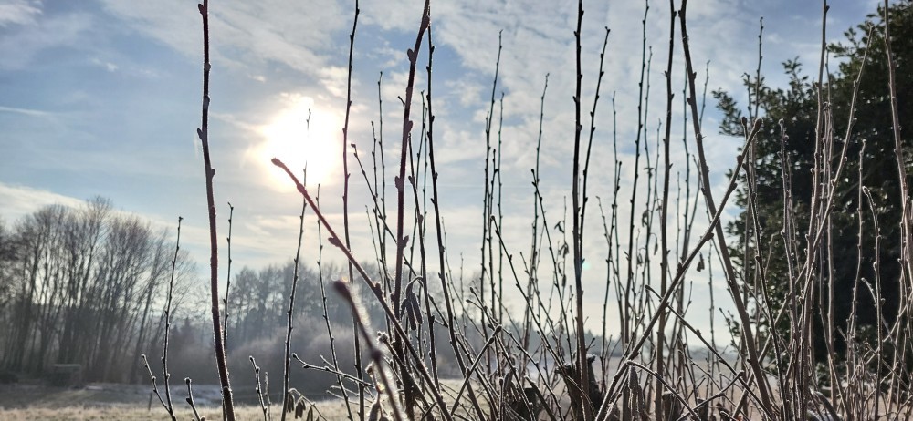 Winterliche Zweige Winterliche Zweige